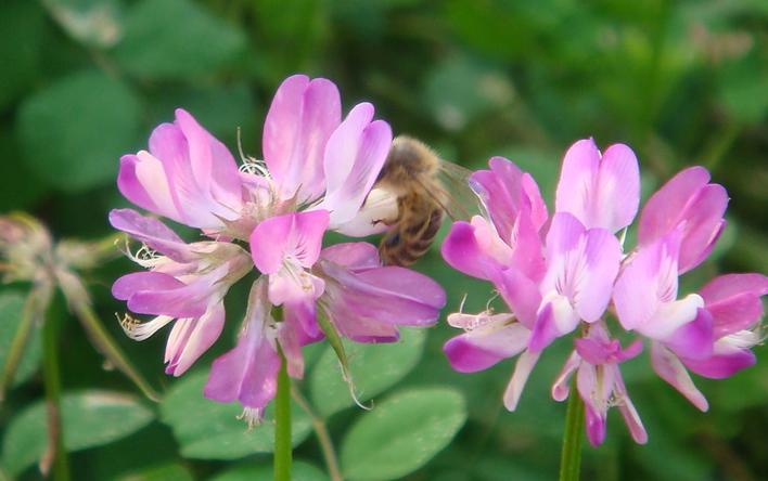 Chinese milk vetch Astragalus sinicus seeds